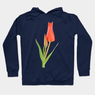 Tulipa praestans 'Van Tubergen's Variety' Miscellaneous tulip Hoodie